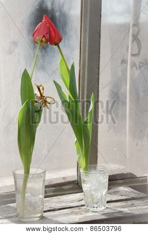 Tulips With 8 March.