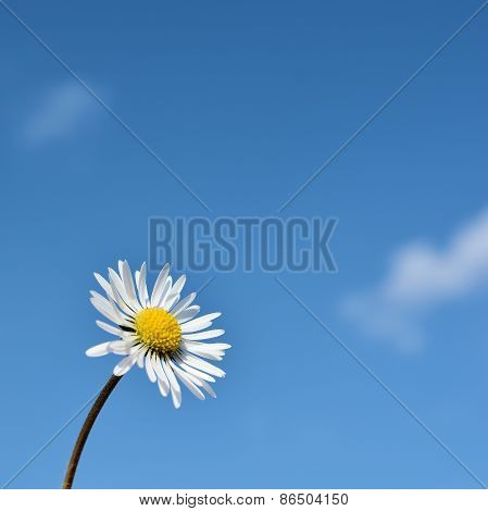 daisy in springtime
