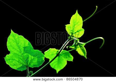 green leaf background