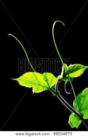 green leaf background