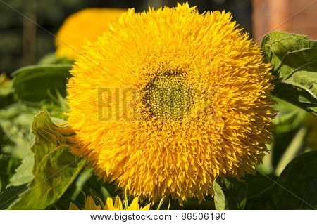 Yellow Sunflowers In The Garden