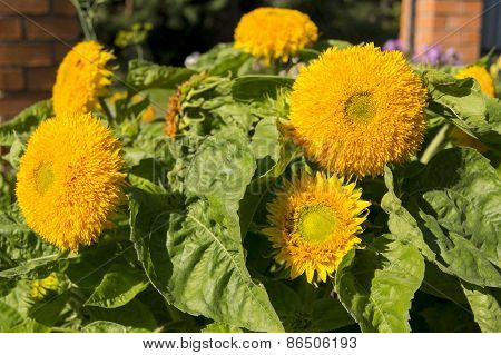 Yellow Sunflowers In The Garden