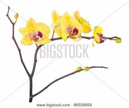 Blooming Twig Of Yellow Purple Orchid Isolated On White Background.