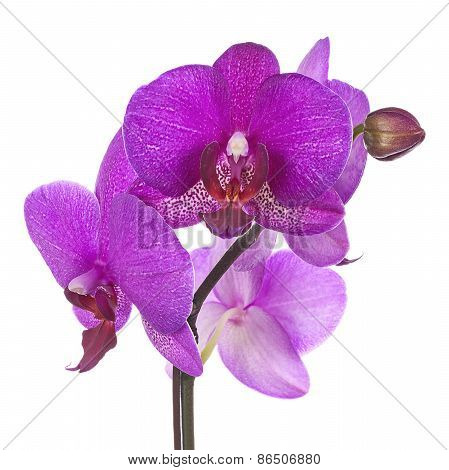 Blooming Twig Of Purple Orchid Isolated On White Background.