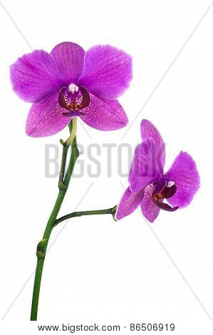 Blooming Twig Of Lilac Orchid Isolated On White Background.