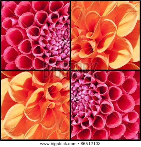 Square Collage Of Orange And Pink Dahlias