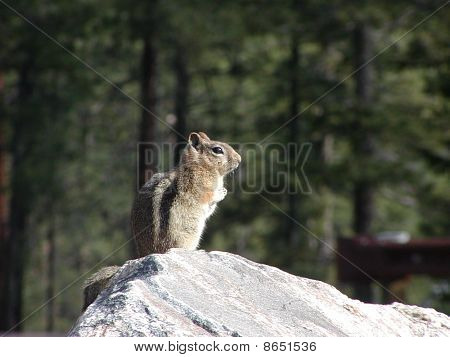 Chipmonk, allein auf einem Felsblock in Surround von Forrest und Sonnenschein.
