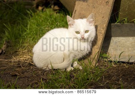 White Fluffy Kitten