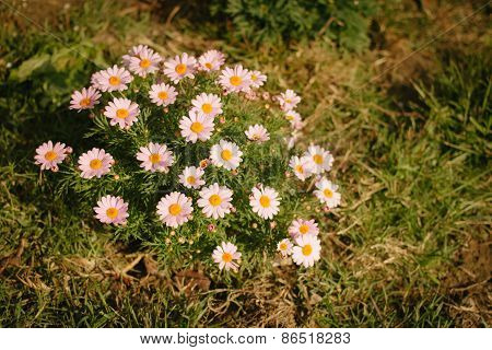 Flower Meadow