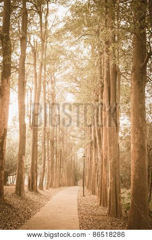 Path
