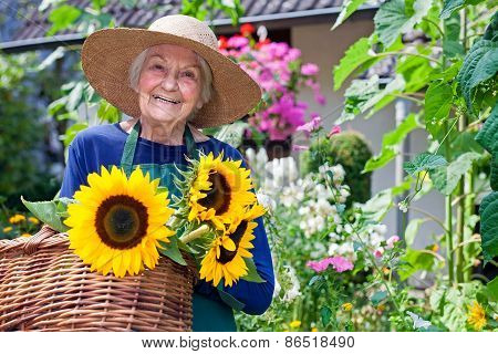 Happy Old Woman With Baskets Of Fresh Sunflowers