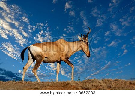 สีแดง Hartebeest