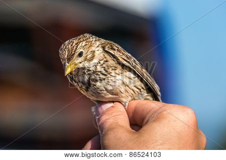 Bird In The Hand