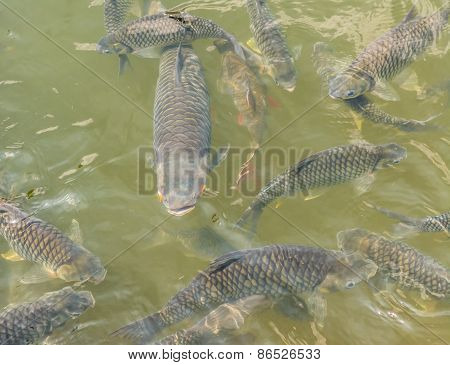 Many Of Wild Carp Fish