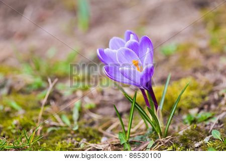 Crocuses Flowers