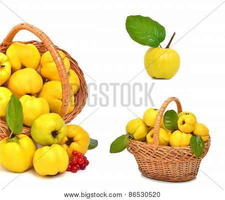 Ripe Quince In The Basket