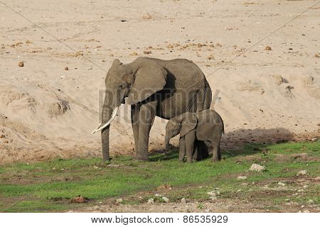 African elephants