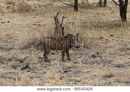 Warthog, Tanzania