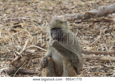 African monkey