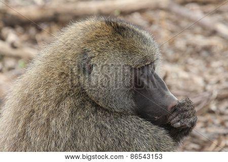 African baboon