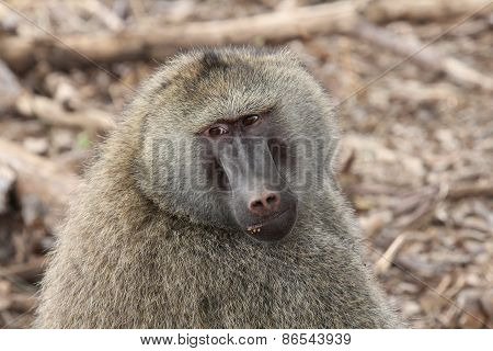 African baboon
