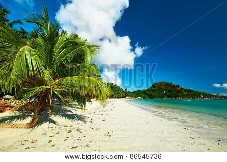 Beautiful beach with palm tree at Seychelles, Praslin, Cote d'Or
