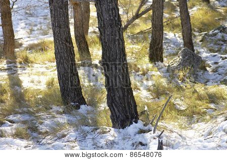 Pine Forest in Borja, Zaragoza Province, Aragon, Spain.