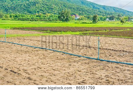 Beauty Sunny Day On The Rice Field