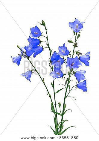 Several Blue Bellflower Flowers Isolated
