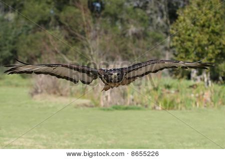 Schakal Bussard Vogel