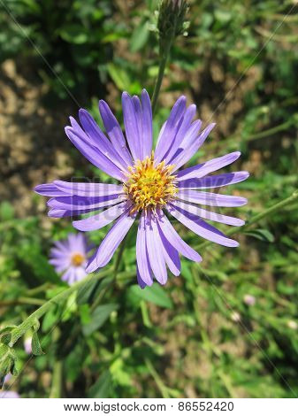 Tweedia Flowers