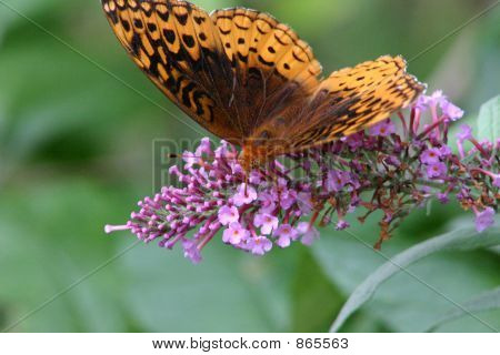 borboleta laranja
