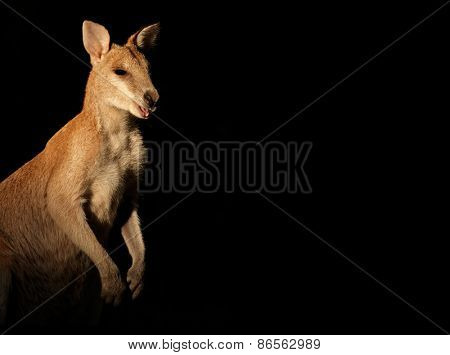 Agile Wallaby (Macropus agilis) on black, Australia