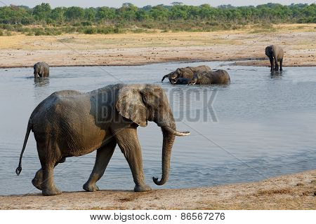Herd Of African Elephants Drinking At A Muddy Waterhole
