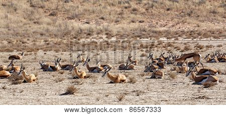 Herd Of Springbok