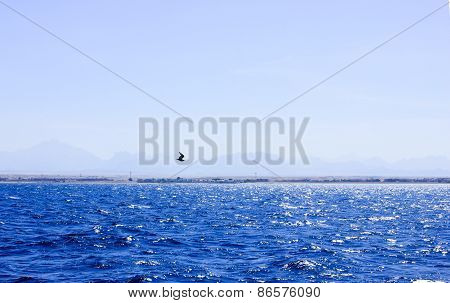 Seagull Flying Near The Ship.