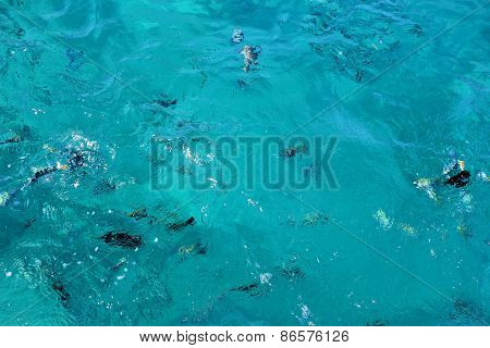 Fish Swimm In The Sea