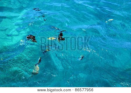Fish Swimm In The Sea.
