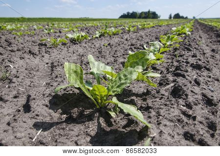 Field of sugar beet