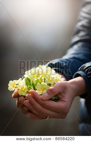 Hand Full Of Primroses
