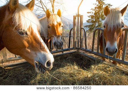Horses Eat Grass From The Manger