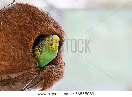 Green small parrot in the coconut nest.