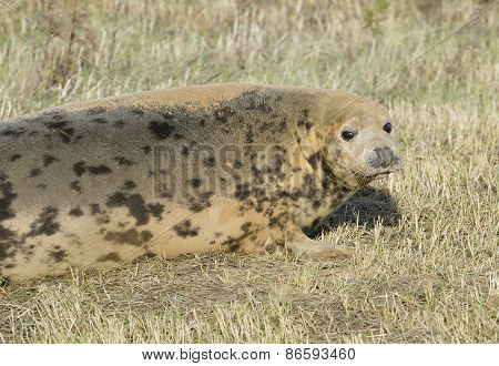 Atlantic Grey Seal