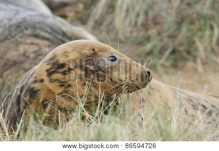 Atlantic Grey Seal
