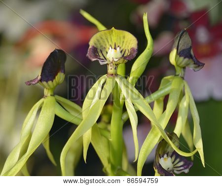 Cockleshell Orchid