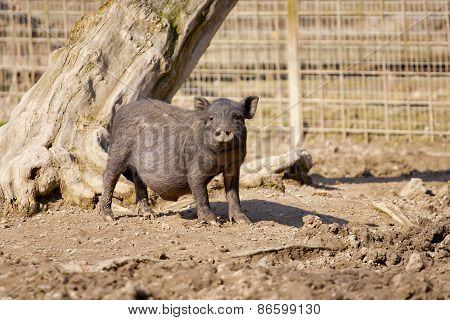 Young Wild Boar Looking Nosy