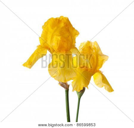  Two yellow flower isolated on a white background. Iris croatica