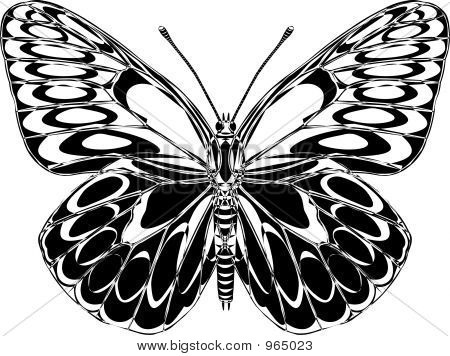 Farfalla