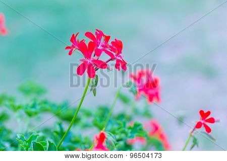 Red Pelargonium (geranium) Flower, Blooming In A Garden