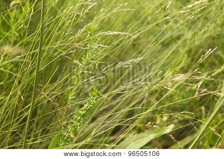 Grass, green grass, steppe grass. Natural background.  Green background. Green. Abstract grass background. Summer background.